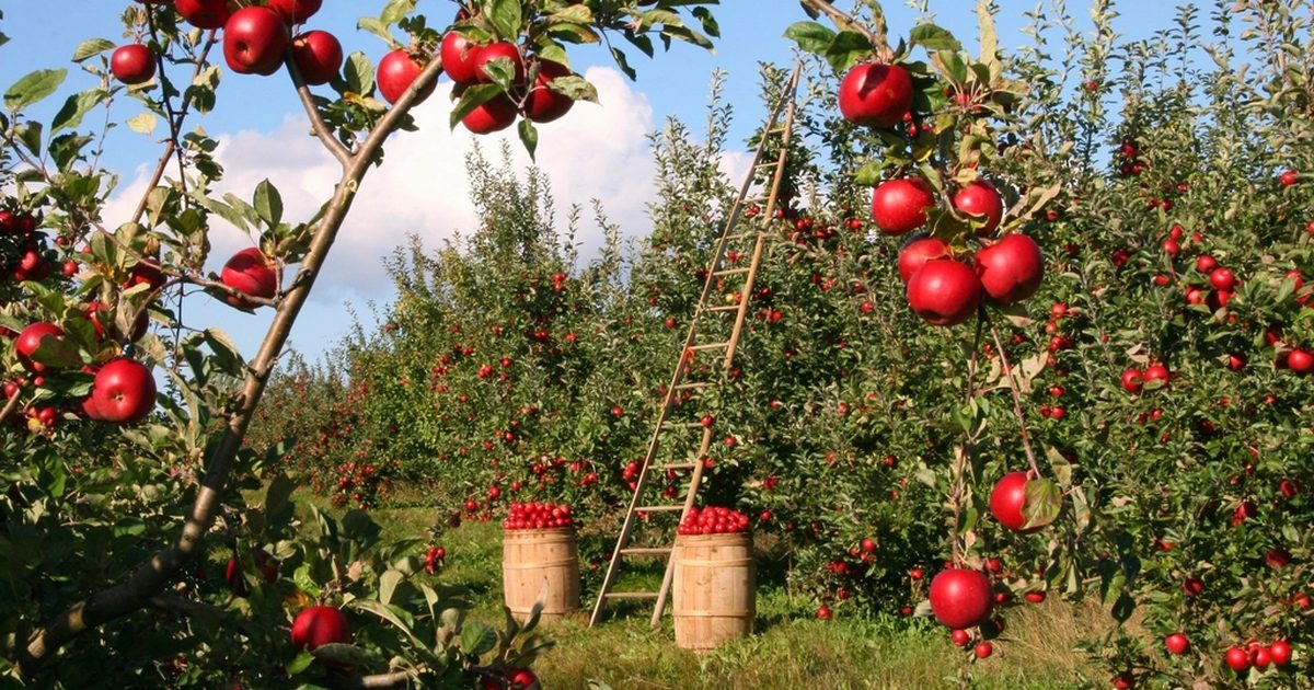 Apple trees heavy with red fruit in an orchard