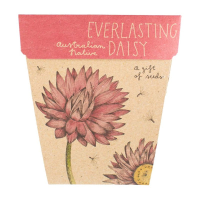 Gift Of Seeds - Everlasting Daisy by SOW "N SOW